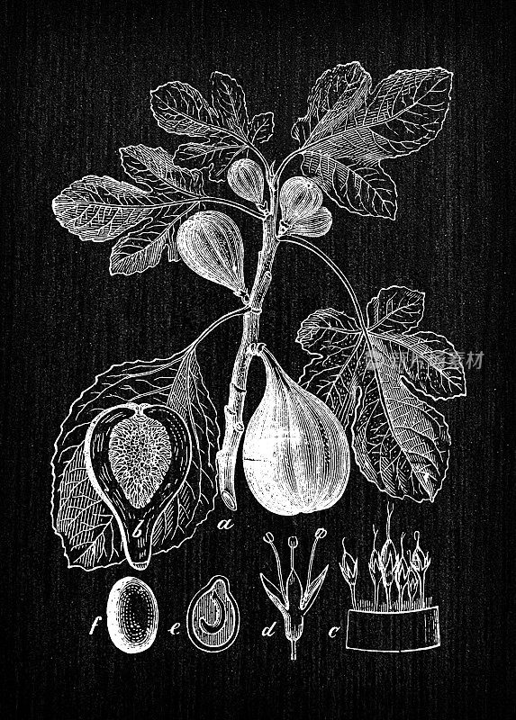 植物学植物仿古雕刻插画:无花果(Ficus carica)